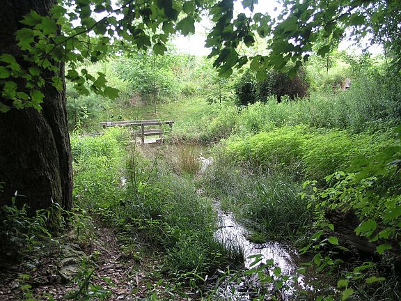 Creek on Property