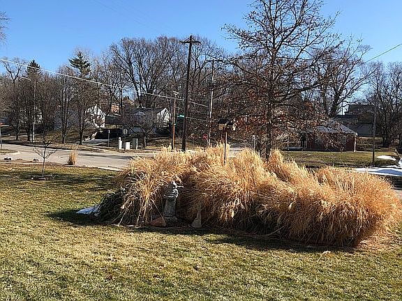 Front yard with grasses