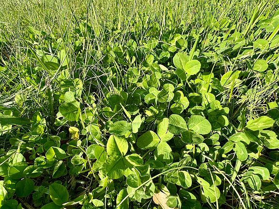 3rd image of 0 Maple Springs Rd Lot 13ACRETRAC
