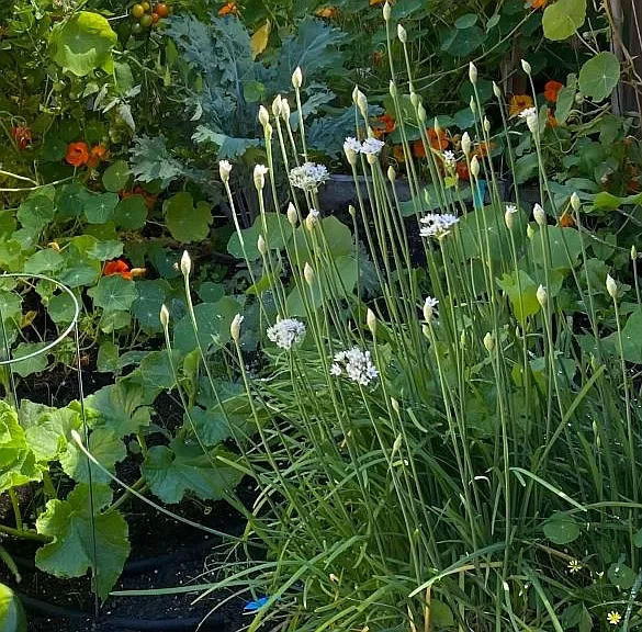 Enjoy your own raised garden bed (and/or or plants under your windows) and lovely place to sit outside if you like. Or if you prefer, you can just enjoy the view and leave the maintenance and tending to us.