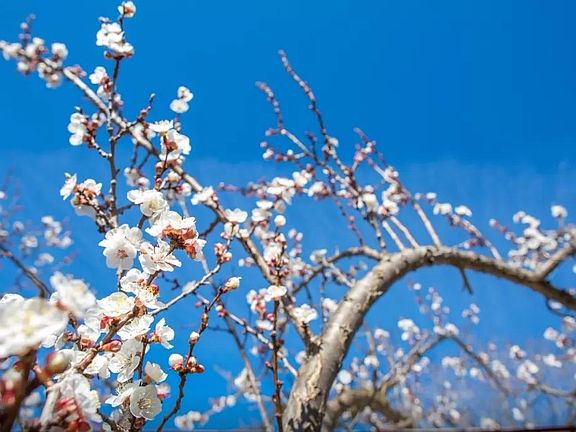 Beautiful Orange Tree
