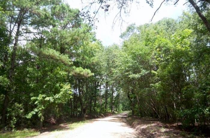 Pine Landing road view