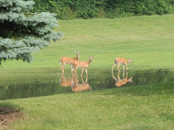 View off Front Porch