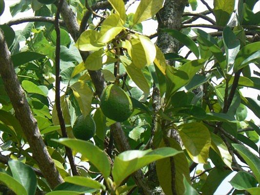 5th image of E Pohakupele Loop Lot 147