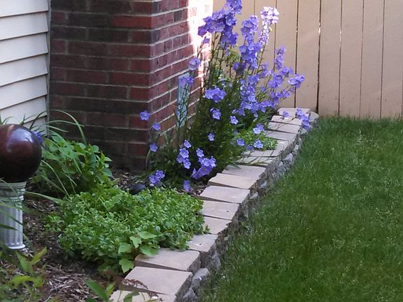 Snap Dragons and Hydrangia