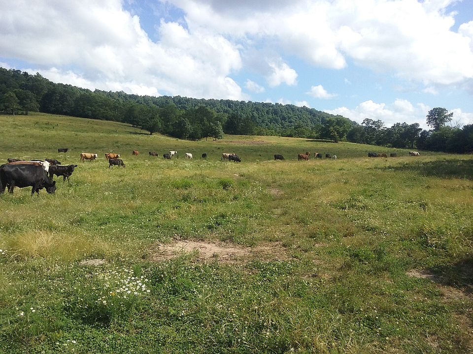 Pasture with happy cows