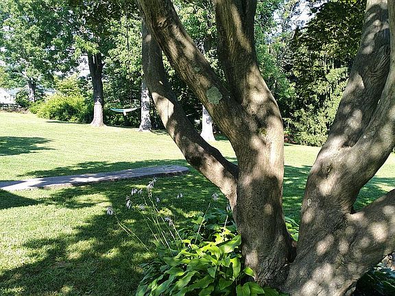 Park Like Front Yard