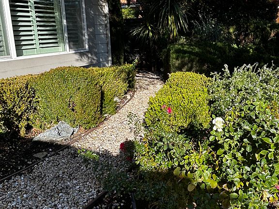 Front right walkway. Ancient olive tree, roses, curb appeal. This path leads to a very large side yard entertaining bbq area.