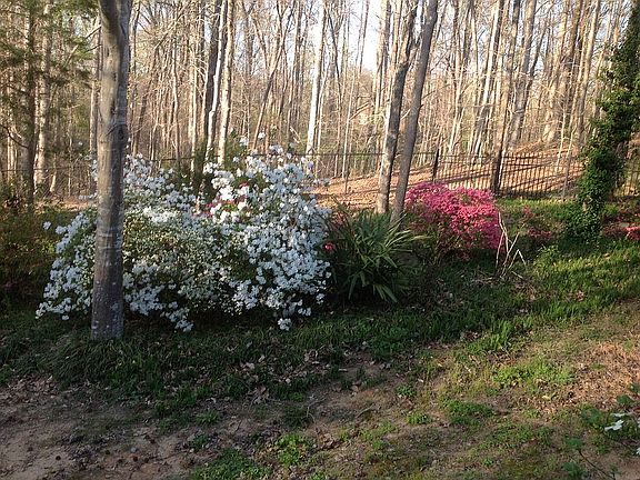 A view from the back deck