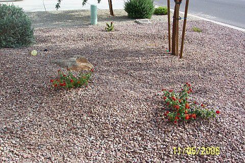 Detail-front landscaping