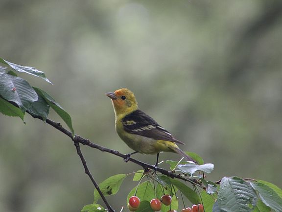 Western Tanager