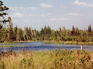 Pond