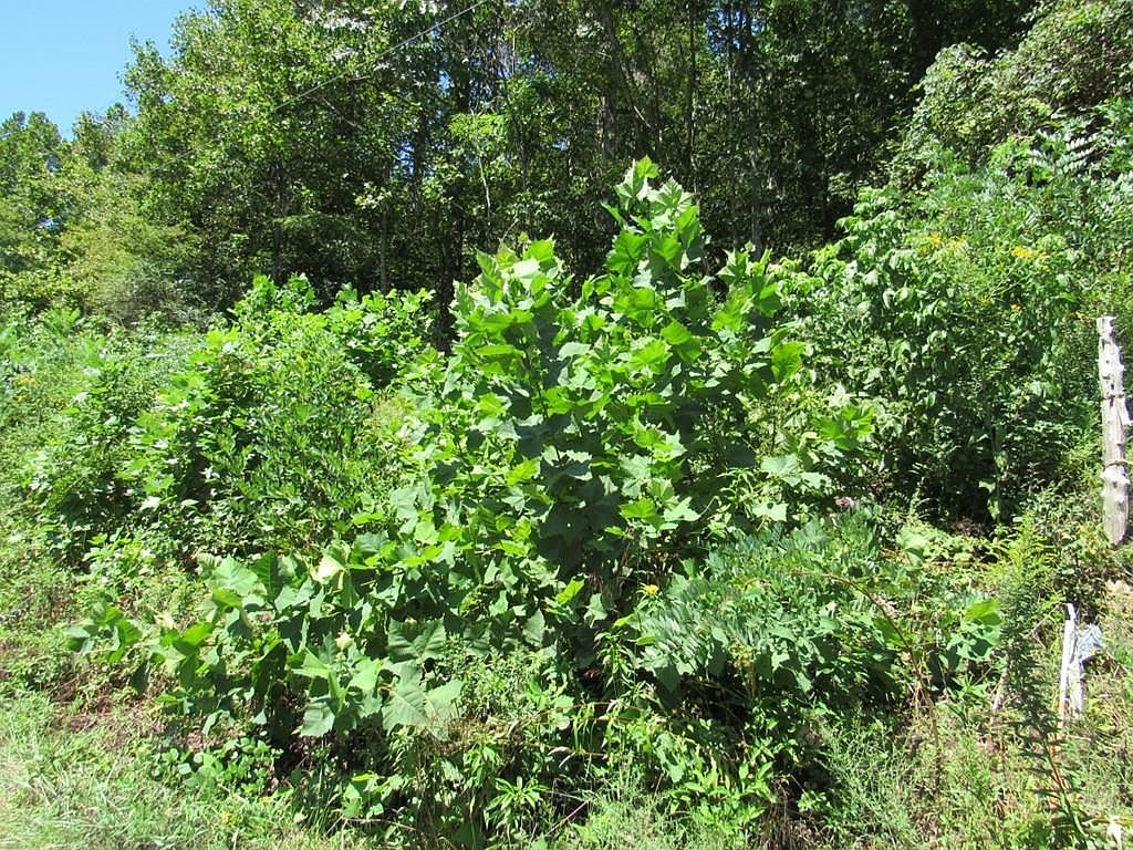 0 N Fork River Rd LOT 14, Abingdon, VA 24210 Zillow