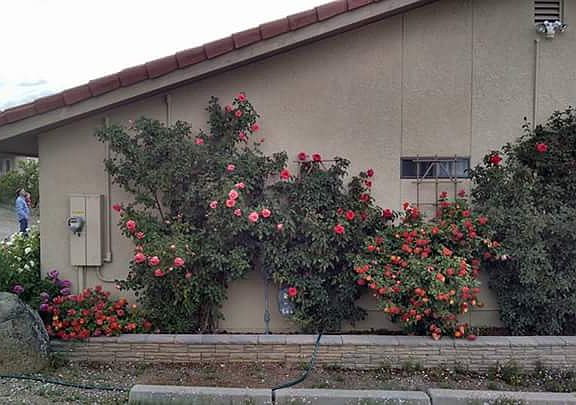 2nd image of 940 E Buena Vista Dr