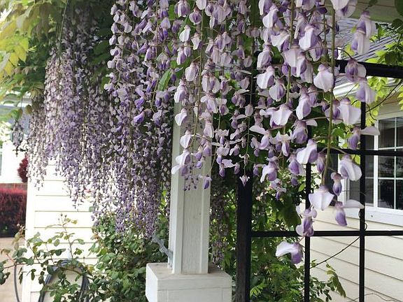 Wisteria