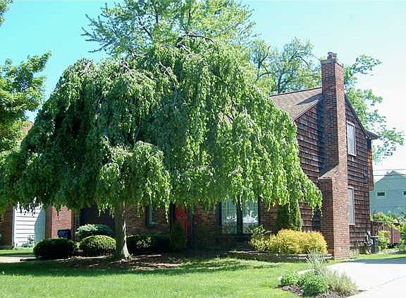 2nd image of 296 Roycroft Blvd