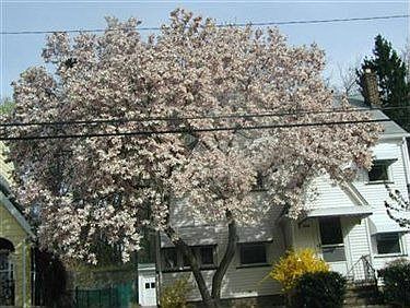 2nd image of 3986 Orchard Rd