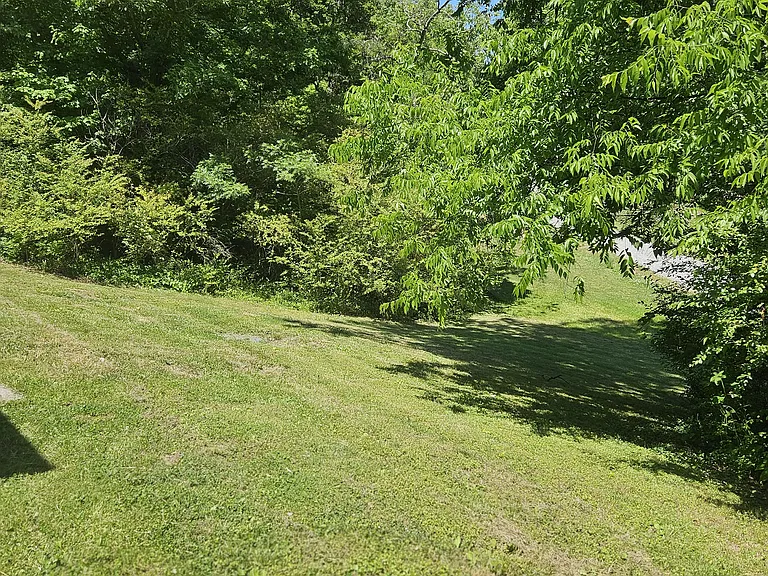 Back yard
