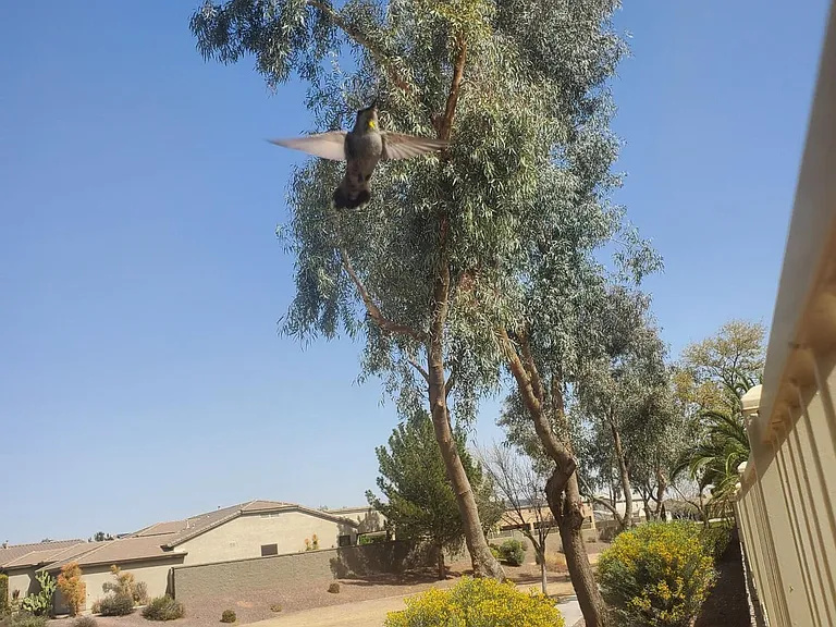 HUMMINGBIRD SAYING HELLO.