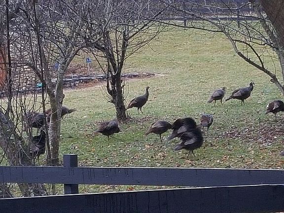 WILD GAME LIKE THESE TURKEYS