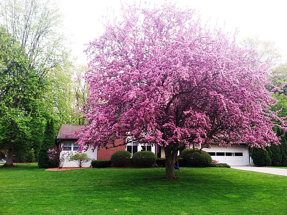 Beautiful mature trees!
