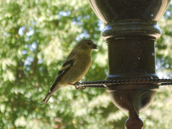 Goldfinch outside LR window