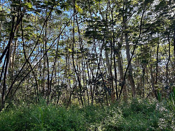 4th image of Lehua Rd Lot 433