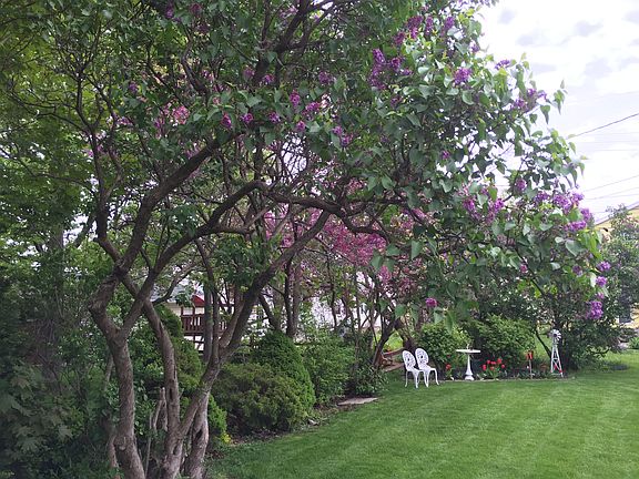 Backyard looking east