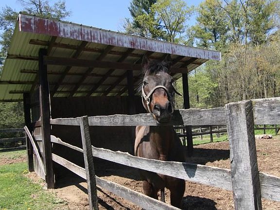 Fenced in Pasture