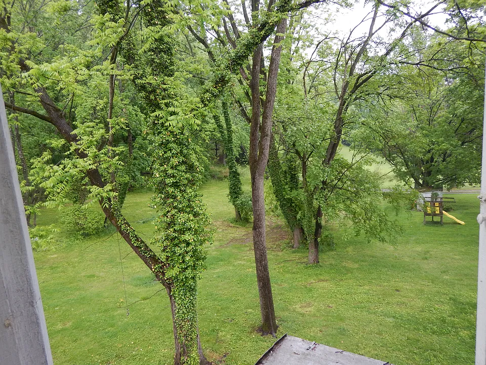 View from Kitchen