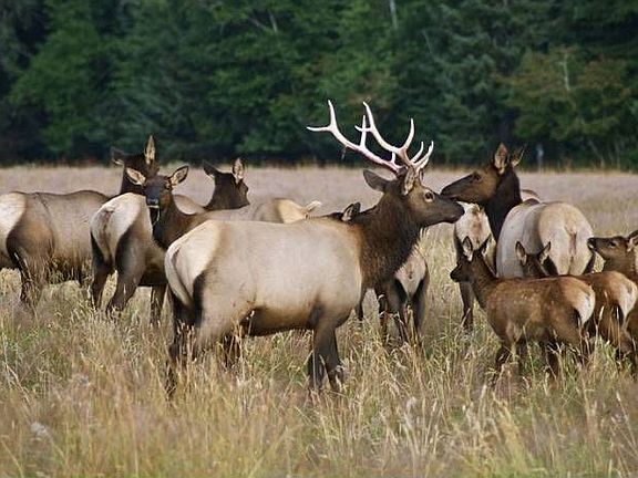 Roosevelt Elk