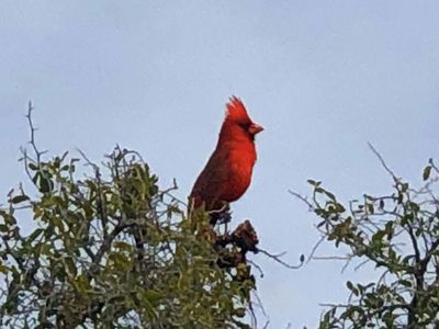 0 E Wildcat Dr LOT 0, Scottsdale, AZ, 85262