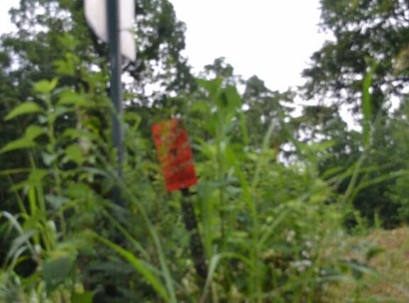3rd image of 2390 Pea Ridge Fire Tower Rd
