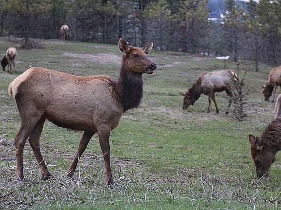 Elk grazing in front yard