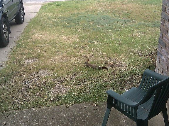 Rabbit included
