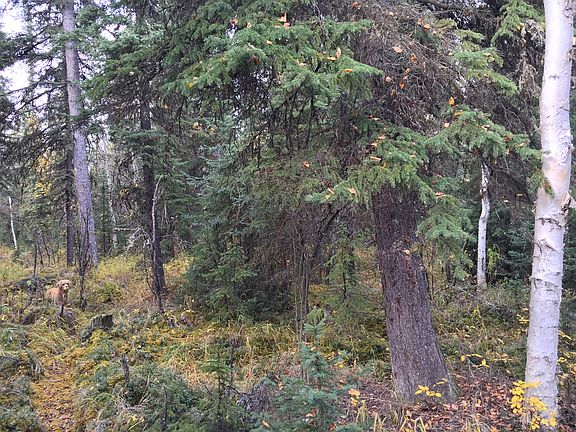 Lots of trees