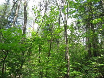 X7 Caps Trl, Lutsen, MN, 55612