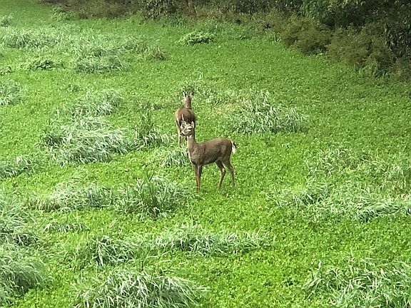 Deer and Turkey in Back