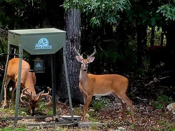 001-09440-000 Wren Rd, Gepp, AR 72538