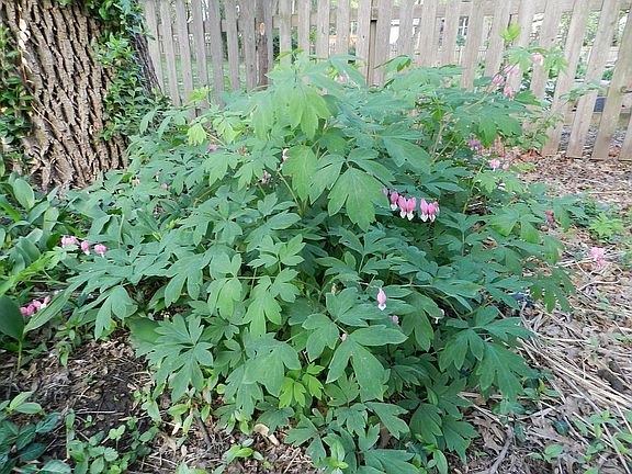 Bleeding heart - perennial