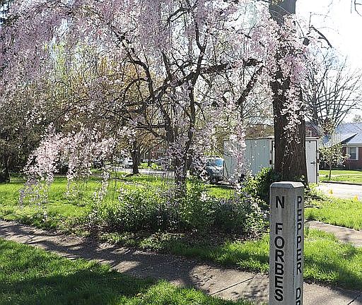 Corner of Forbes and Pepper