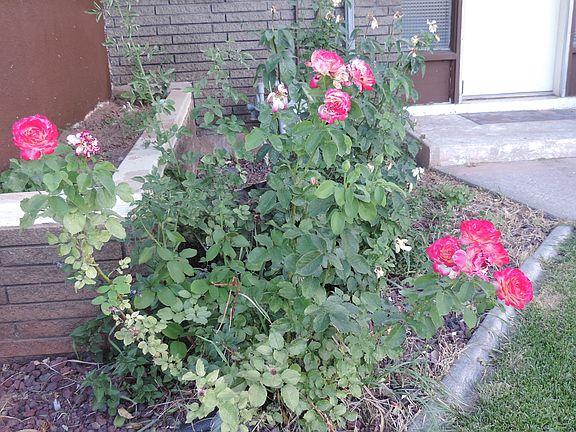Landscaped with rose bushes