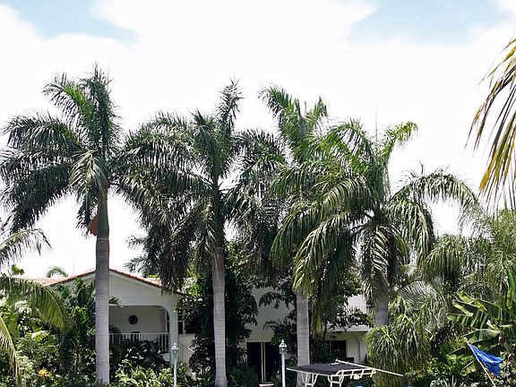 Seawall and Backyard
