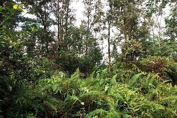 1st image of Silversword Ct Lot 20