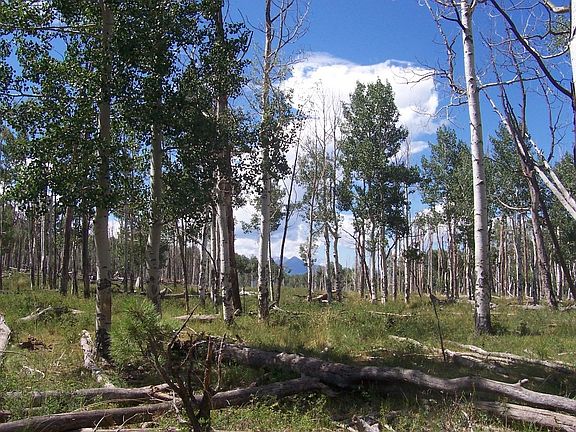 2nd image of Tbd Brown Ranch Rd