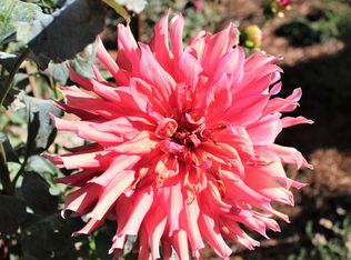 17726 Norlene Way, Grass Valley, CA 95949