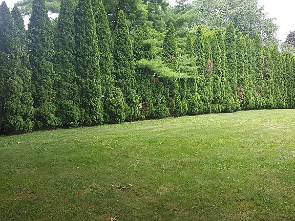 Evergreens provide privacy.