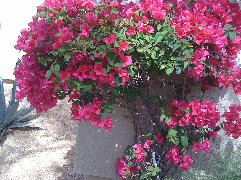 Gorgeous landscaping 