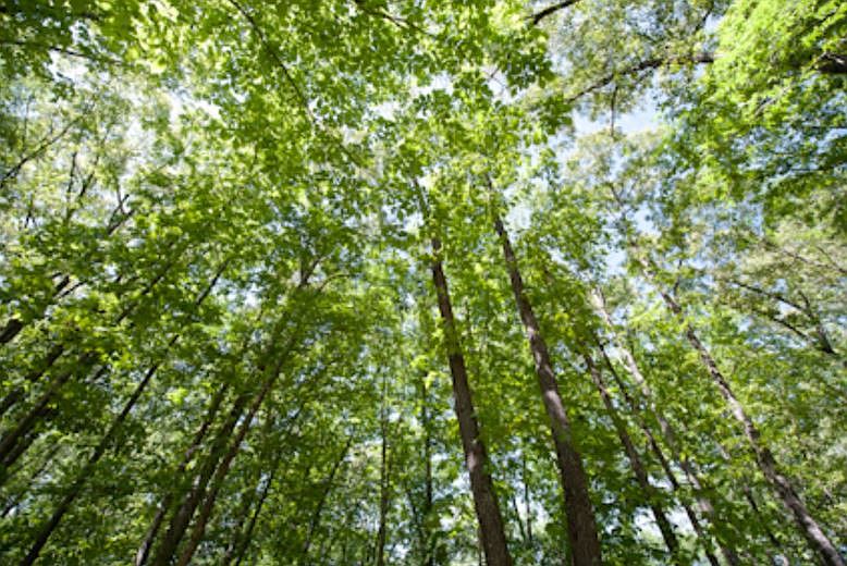 1st image of 102 Hidden Glades Lot 22