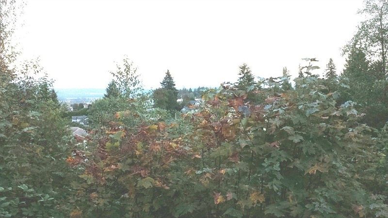 Shot from Angle Lane looking East over trees.  This is the lower building lot (on right)
